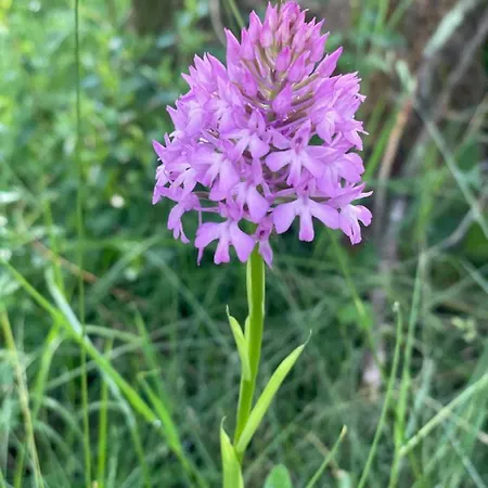 Flower La Pibola Κάμπινγκ *